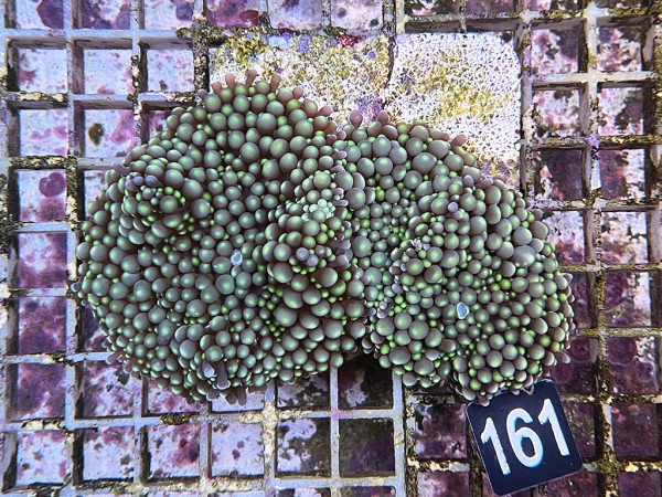 Ricordea floridae - Florida-Scheibenanemonen (161)