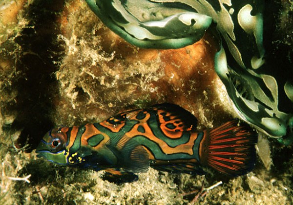 Synchiropus splendidus - Mandarinfisch