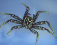 Percnon planissimum/gibbesi - Quadratkrabbe(Algenfresser) Percnon planissimum/gibbesi - Quadratkrabbe(Algenfresser)