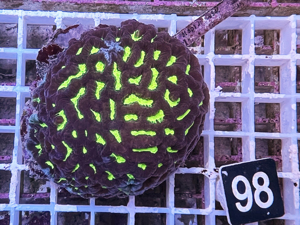 Platygyra spec. (98)