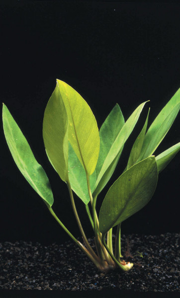 Anubia congensis - Pflanzen im Topf