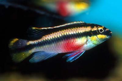 Pelvicachromis pulcher - Königscichlide ENZ