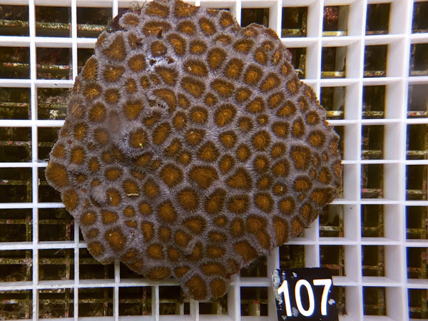Favia spec.- ultra (107)