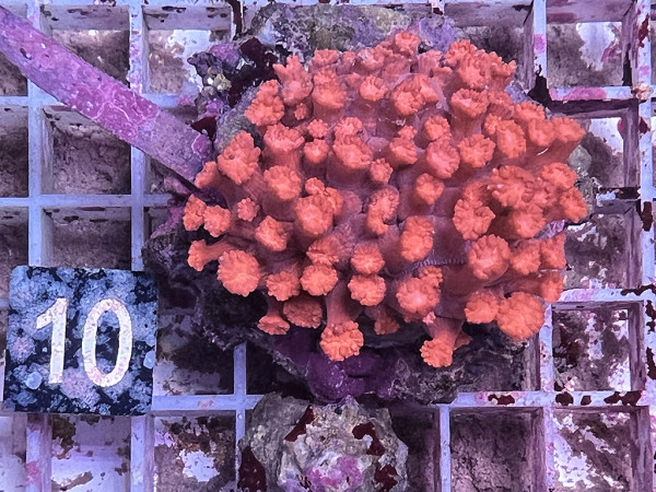 Goniopora sp. rot (10)