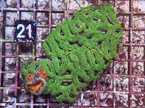 Acanthastrea spec. ultra (21)