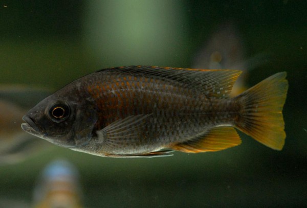 Copadichromis sp. - Kadango Red Fin, 5-6 cm