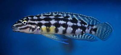 Julidochromis marlieri - Schwarzweißer Schlankcichlide
