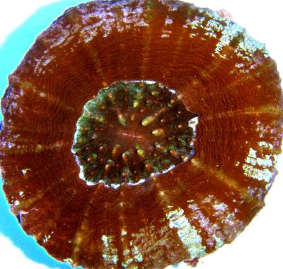Scolymia australis - Scolymia australis farbig (E 01032/24)