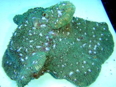 Lithophyllon undulatum - Lithophyllon, Australien! (E 01476/15)