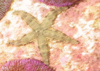 Archaster angulatus - grabender Sandseestern Archaster angulatus - grabender Sandseestern