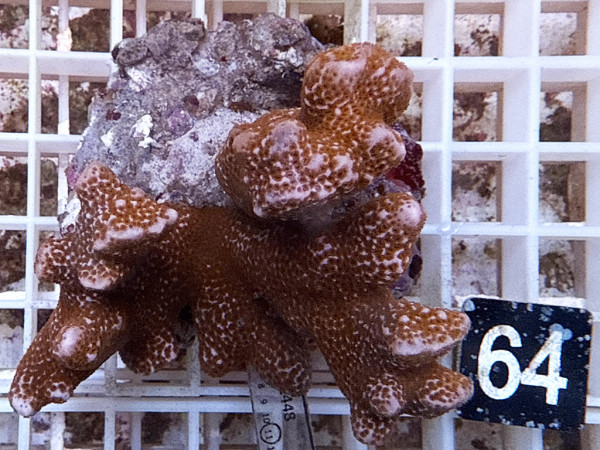 Montipora samarensis - Montipora samarensis red (64)