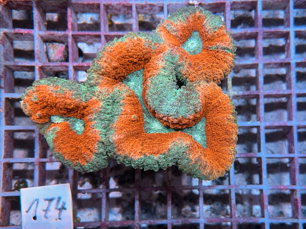 Lobophyllia spec. - Hirnkoralle ultra (174)
