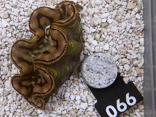 Tridacna maxima 5-6 cm (066)
