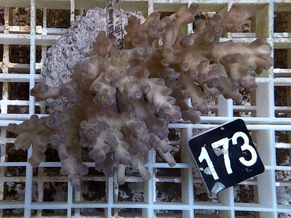 Acropora sp. (173)