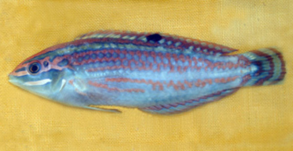 Halichoeres claudia - Christmas wrasse, selten!!