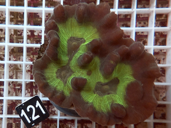 Pectinia spp. - Pectinia (121)