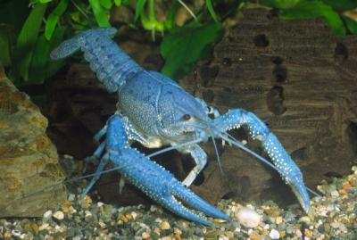 Procambarus alleni - Blau