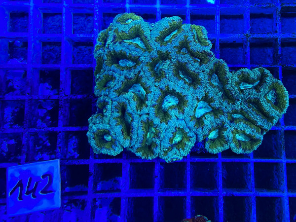 Acanthastrea spec. ultra (142)