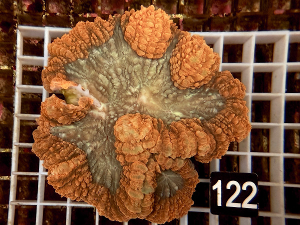 Lobophyllia spec. - Hirnkoralle ultra (122)