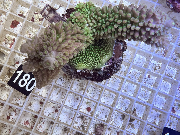 Acropora robusta (180)