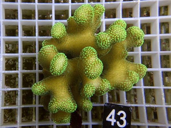 Stylophora pistillata - Buschkoralle grün (43)