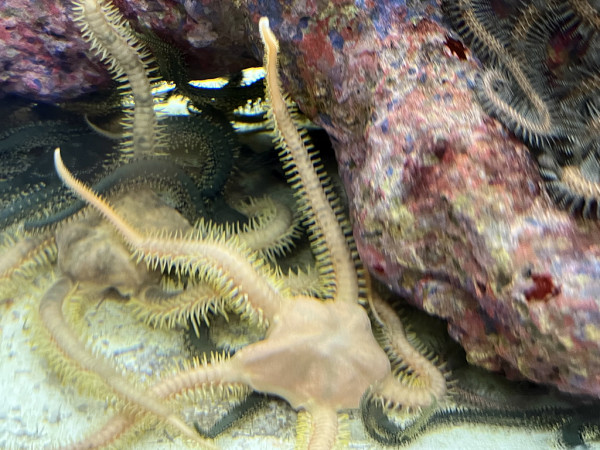 Ophiarachna sp. - Schlangenstern, gelb