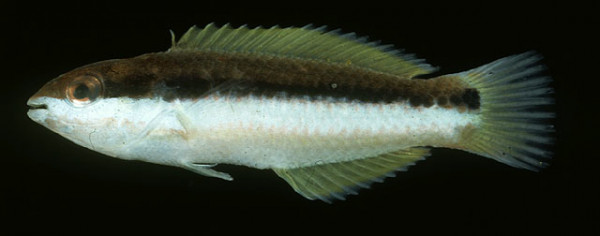 Thalassoma genivittatum - Gelbwangen-Junker, Weibchen