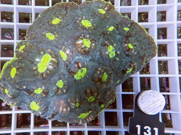 Echinophyllia spec. - Chalice ultra (131)
