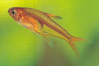 Hyphessobrycon amandae - Funkensalmler