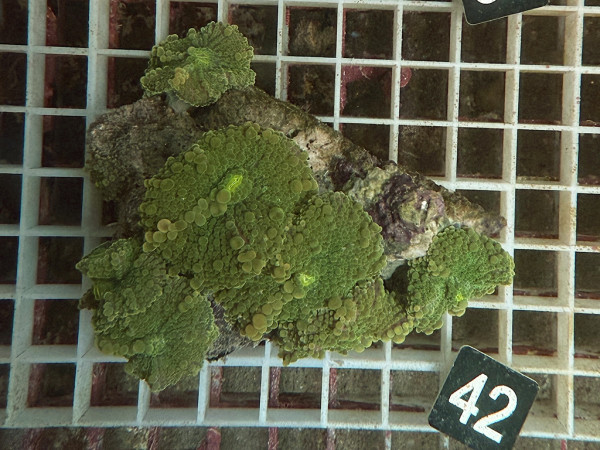 Ricordea yuma - Yuma Scheibenanemonen (42)