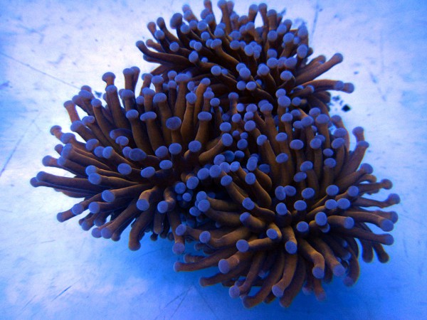 Euphyllia glabrescens Golden Torch