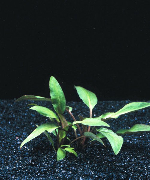 Cryptocoryne wendtii - Brown Pflanzen im Topf