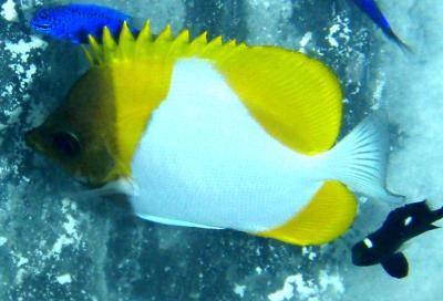 Hemitaurichthys polylepis - gelber Pyramiden-Falterfisch