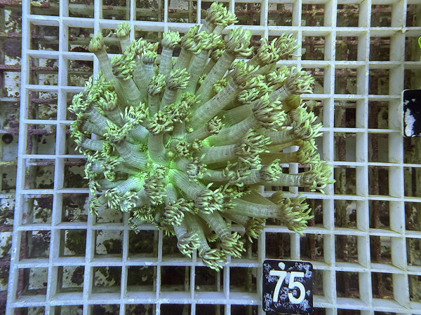 Goniopora spec. neon (75)