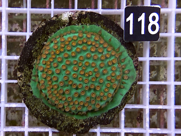 Cyphastrea spec. - Cyphastrea Meteor Shower (118)