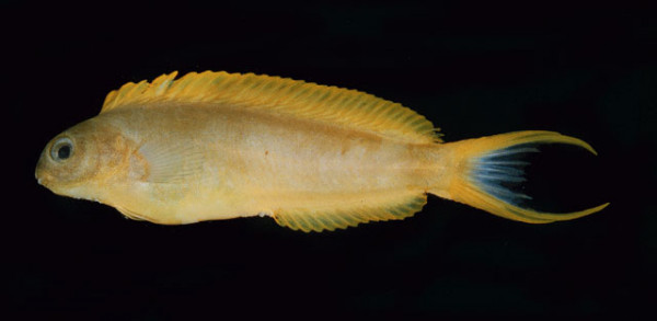 Meiacanthus oualanensis - Zitronenschleimfisch. NZ