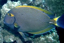 Acanthurus dussumieri - Augenstreifen-Doktorfisch