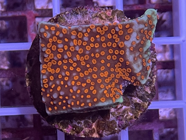 Montipora spec. - Montipora Red Polyps Frag