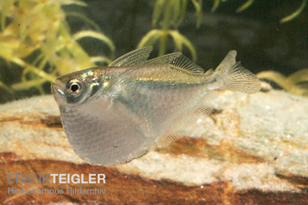 Thoracocharax stellatus - Platinbeilbauchfisch