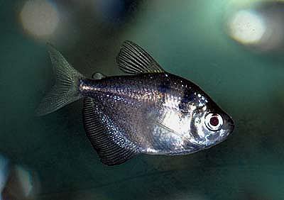 Gymnocorymbus ternetzi - Trauermantelsalmler
