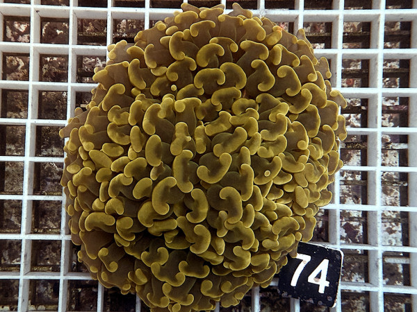 Euphyllia fimbriata gold (74)