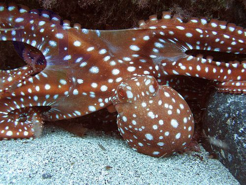 Octopus macropus - Langarm-Octopus