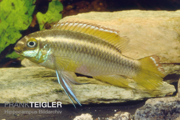 Pelvicachromis pulcher - Königscichlide DNZ
