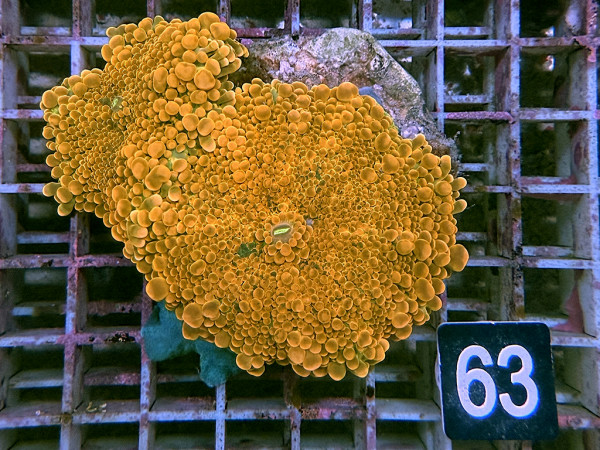 Ricordea yuma - Yuma Scheibenanemonen orange (63)