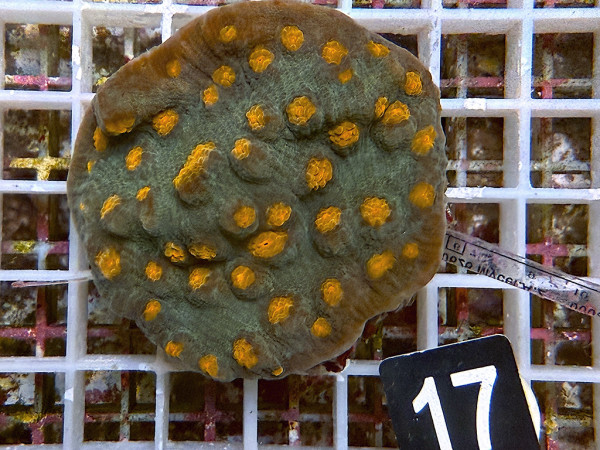 Mycedium spec. - Pumpkin Head (17)