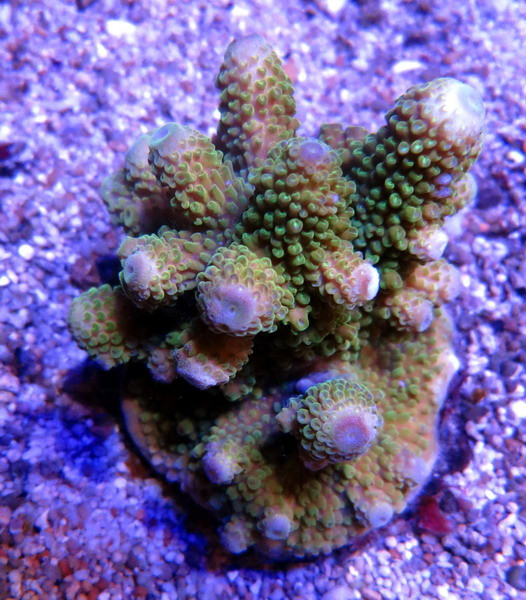 Acropora spec. - Geweihkoralle Ableger, farbig (E 01444/18)