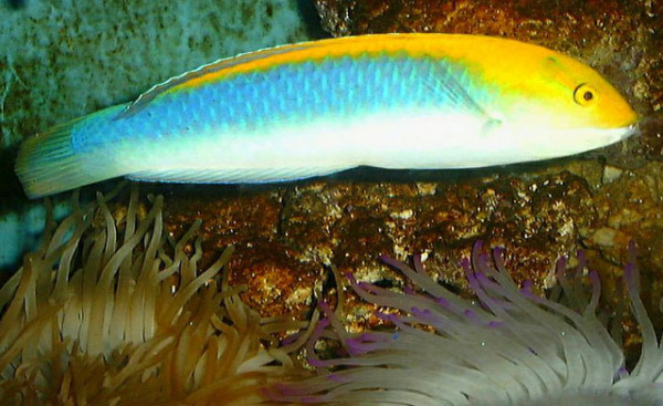 Halichoeres cyanocephalus - Blaukopf-Lippfisch, Rarität!