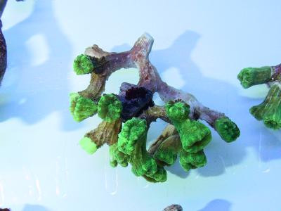 Caulastrea spp. - neongrün