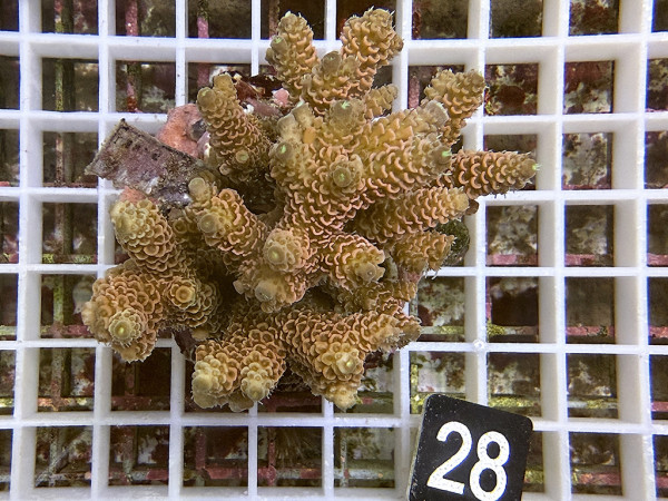 Acropora millepora (28)