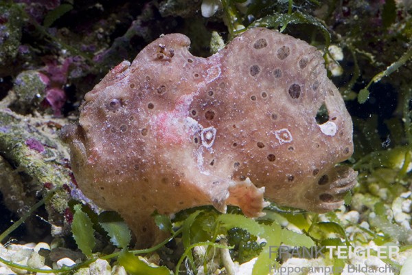 Antennarius spec. - Fransen-Anglerfisch